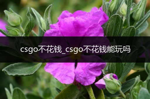 csgo不花钱_csgo不花钱能玩吗