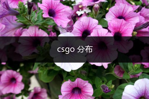 csgo 分布