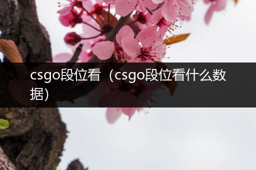 csgo段位看（csgo段位看什么数据）