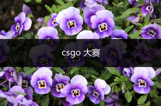 csgo 大赛