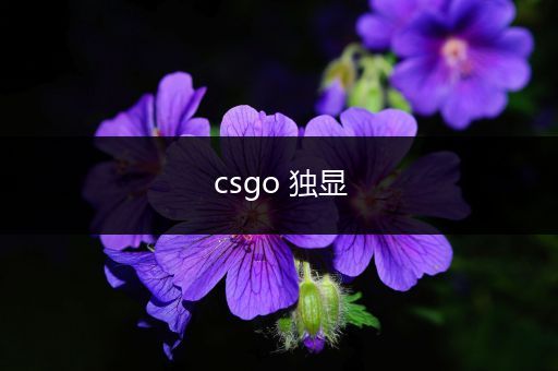 csgo 独显