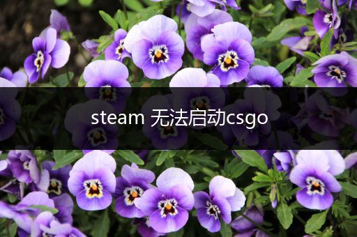 steam 无法启动csgo